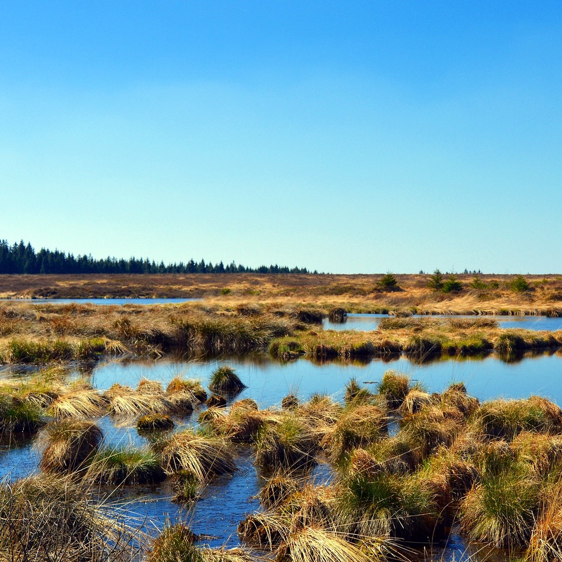 Des tourbières et leur végétation caractéristique