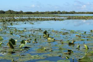 lac grand lieu 2020