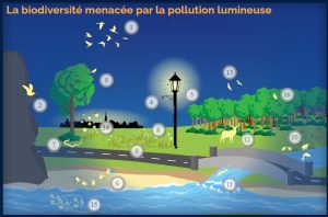 Fig 7 - la biodiversite menacee par la pollution lumineuse ©OFB