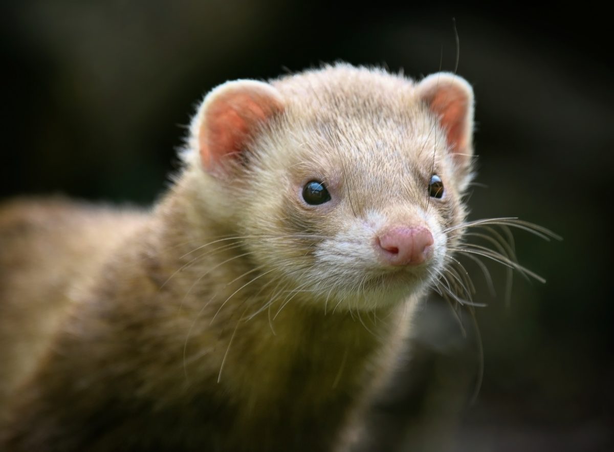 Le Furet, un NAC (Nouvel animal de compagnie)