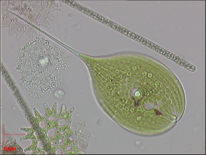 Espèces de phytoplancton