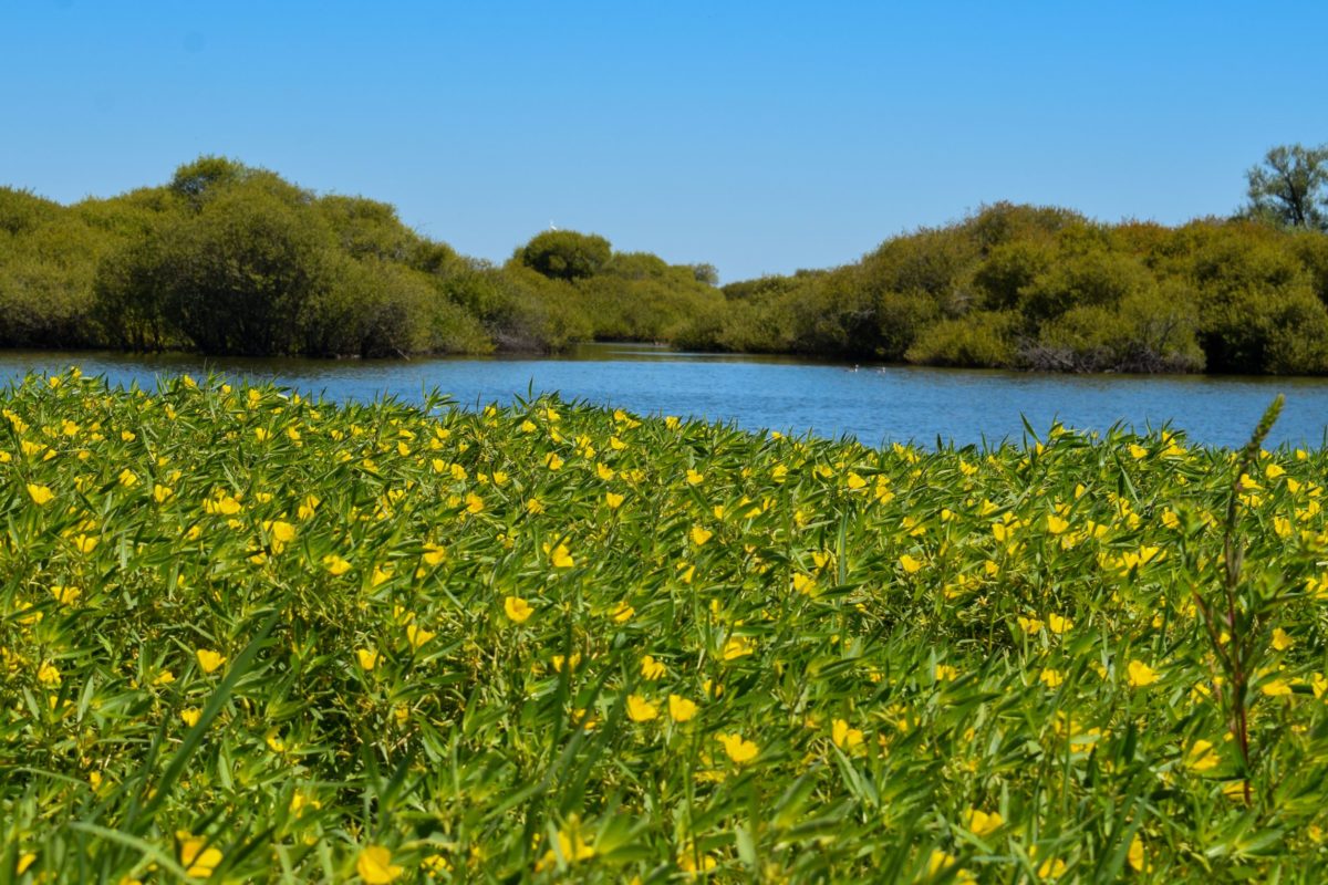 Un champ de Jussies au bord du lac de Grand-Lieu