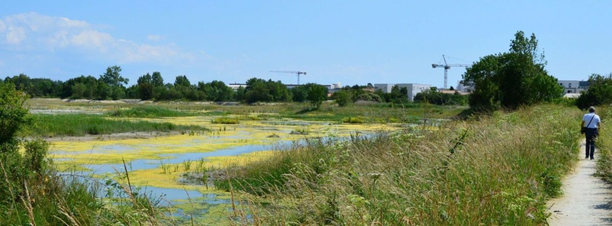 Le marais de Tasdon renaturé © Le Parisien - Marianne Bleriot 