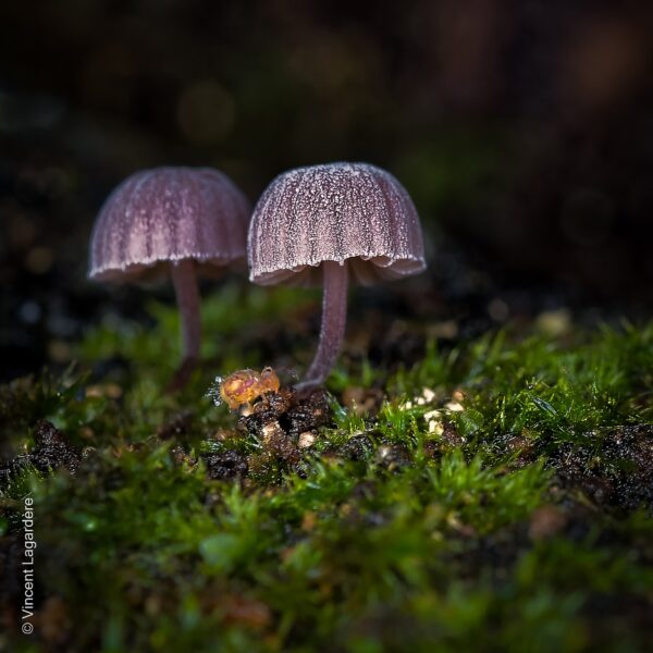 Histoires de champignons, une exposition photos en plein air près de Nantes