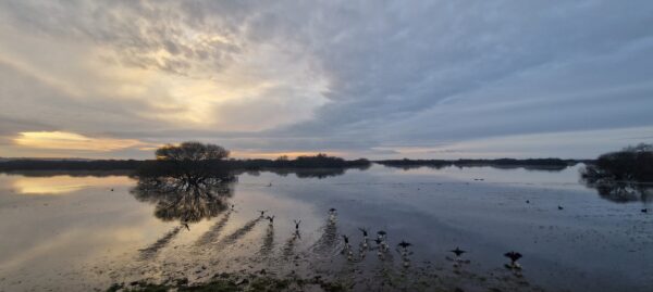 Le lac de Grand-Lieu en hiver