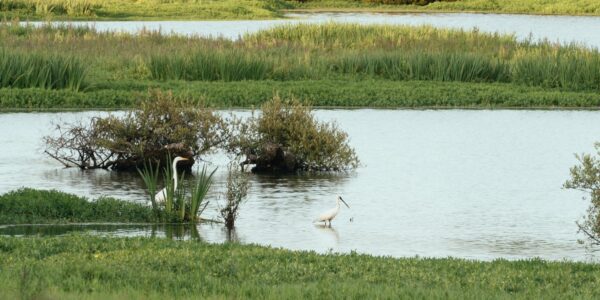 Une Grande Aigrette et une Spatule blanche au lac de Grand-Lieu