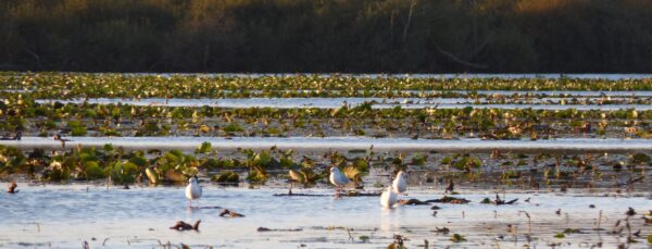 Des tapis de nénuphars recouvrent le lac de Grand-Lieu ©MDL